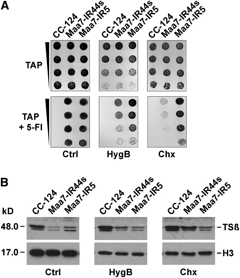 Figure 7.