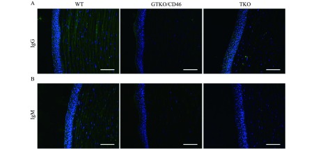 Human IgG (A) and IgM (B) antibody binding to WT, GTKO/CD46 and TKO pig corneal sections were examined. Binding of IgG was present in all corneas but the binding level was greater in WT pig corneas. Human IgM binding to genetically engineered pig corneas was significantly lower compared to extensive binding in the stromal layer of WT pigs. Scale bar = 100 μm.