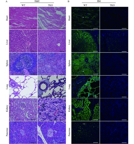 A: H&E staining of the heart, liver, spleen, lung, kidney and pancreas tissues from WT and TKO pigs. B–D: Expression of αGal, Neu5Gc, and Sd(a) antigen were widespread in WT pig tissues. TKO pig tissues had negative αGal, except αGal was slightly positive in TKO liver tissue (white arrow). As expected, TKO pig tissues were negative for Sd(a) and Neu5Gc antigens compared with WT pig tissues (Nuclei, blue; αGal, Neu5Gc, and Sd(a) antigens, green). Scale bar = 100 μm.　　　　　　　　　　　　　　　　　　　　　　　　　　　　　　　　　　　　　　　　　　　　　　　　　　　 (Continued)