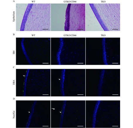 A: Tissue structures in different corneas were examined by H&E staining. B–D: Expression of αGal, Sd(a), and Neu5Gc antigens in WT, GTKO/ CD46, and TKO pig corneas were detected by immunofluorescence staining. The control group consisted of unstained tissues [for αGal and Sd (a)] or isotype control (chicken IgY for Neu5Gc), but were stained with DAPI. In WT porcine corneas, weak αGal-positive keratocytes were located at the anterior region of the corneal stroma (white arrows). In contrast, there was no expression of αGal in GTKO/CD46 and TKO corneas. In WT and GTKO/CD46 pig corneas, Sd(a) and Neu5Gc antigens were detected in the anterior cells of the epithelium (white arrows). In TKO pigs, Sd(a) and Neu5Gc antigens were seen in the cornea (Nuclei, blue; αGal, Neu5Gc, and Sd(a) antigens, green). Scale bar = 100 μm.