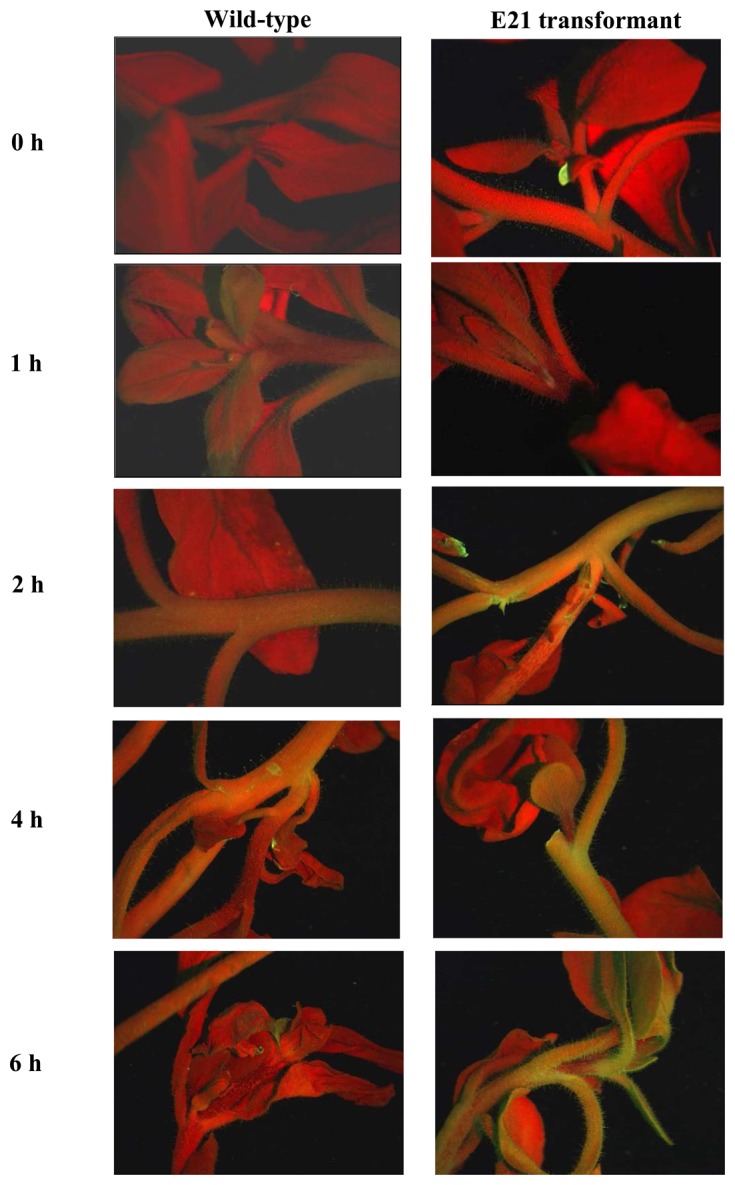 Figure 5.