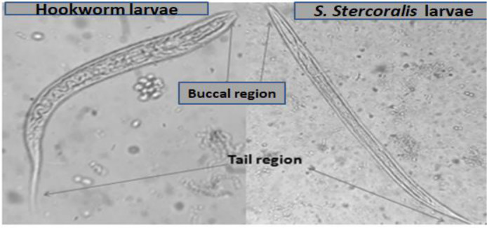 Fig. 2: