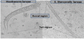 Fig. 2: