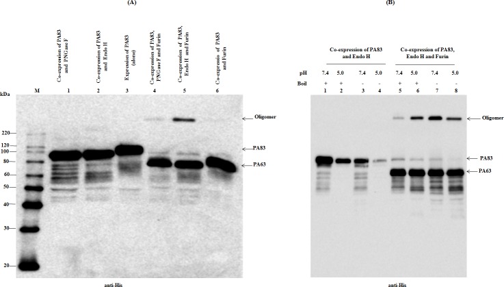 Fig 5