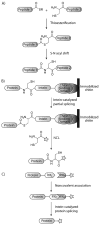 Scheme 4