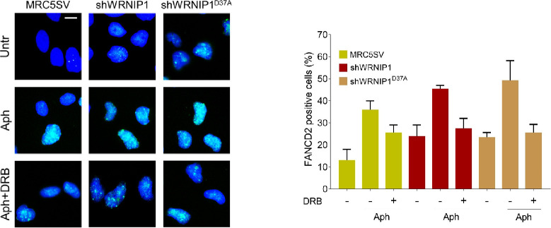 Figure 7—figure supplement 1.