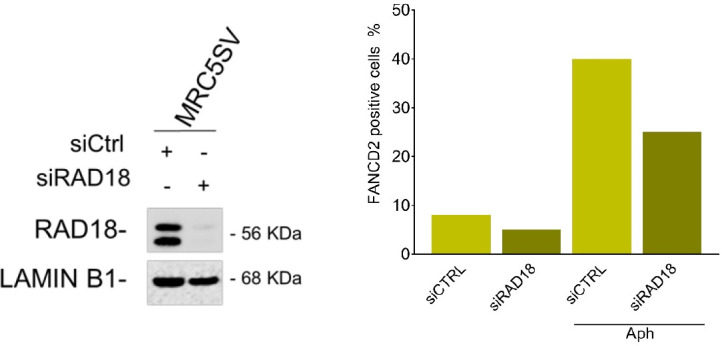 Figure 7—figure supplement 2.