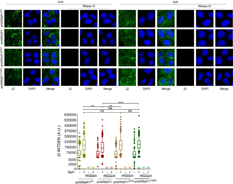 Figure 3—figure supplement 1.