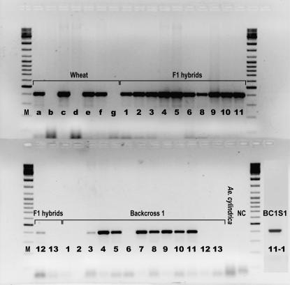 Figure 3.—