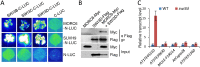 Fig 6