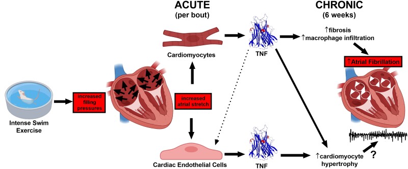 Graphical Abstract