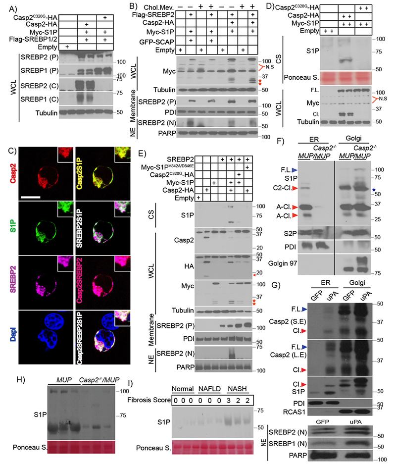 Figure 6: