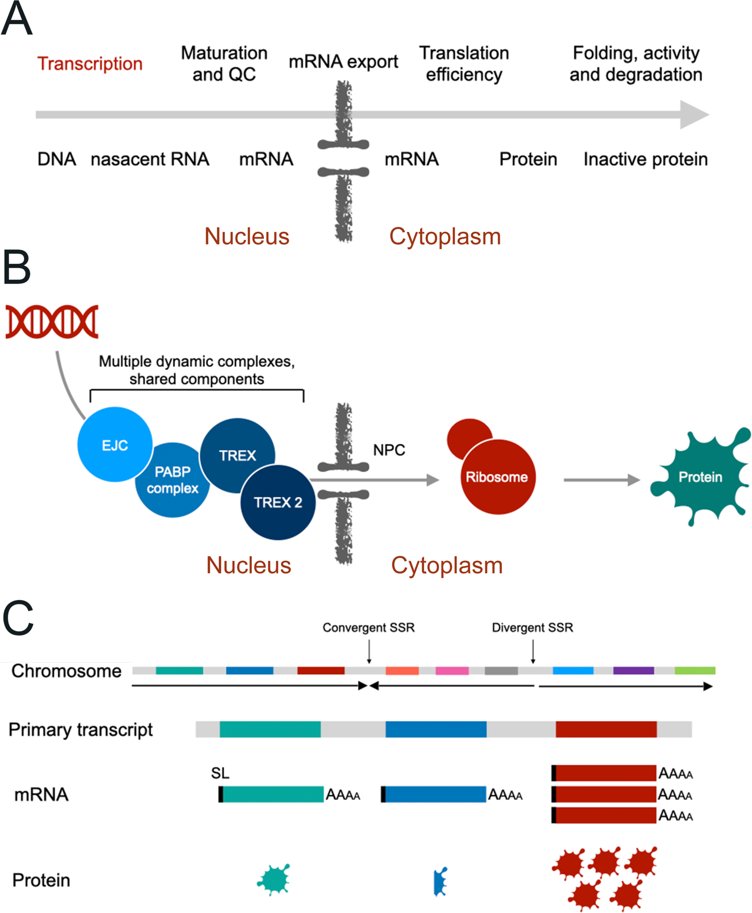 Figure 1: