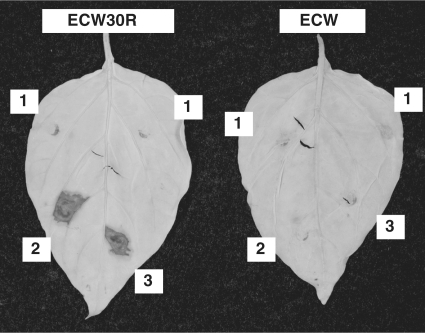 Figure 7.