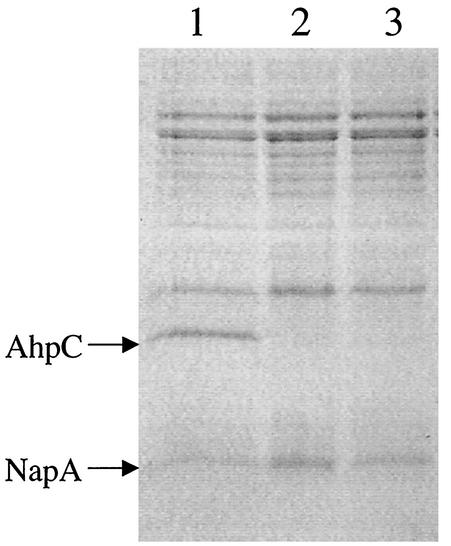 FIG. 1.