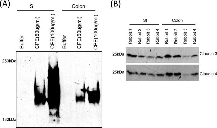 FIG 6