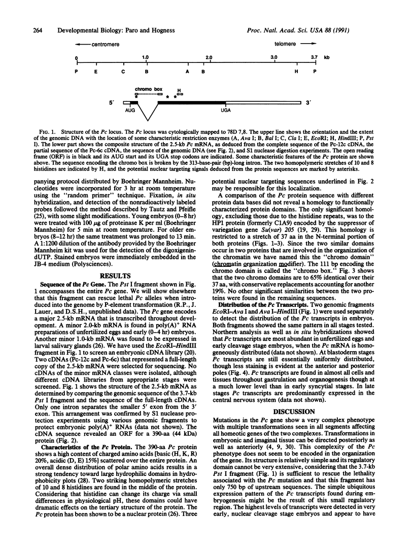 The Polycomb protein shares a homologous domain with a heterochromatin ...