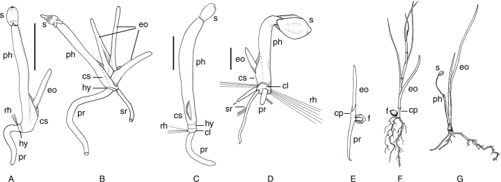 Fig. 8.