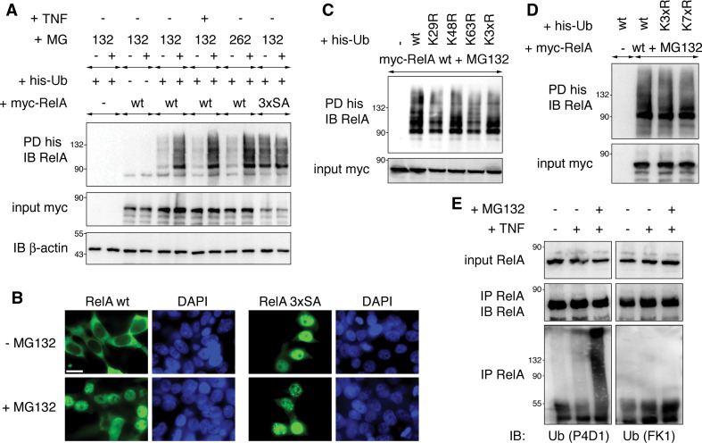 Fig. 6