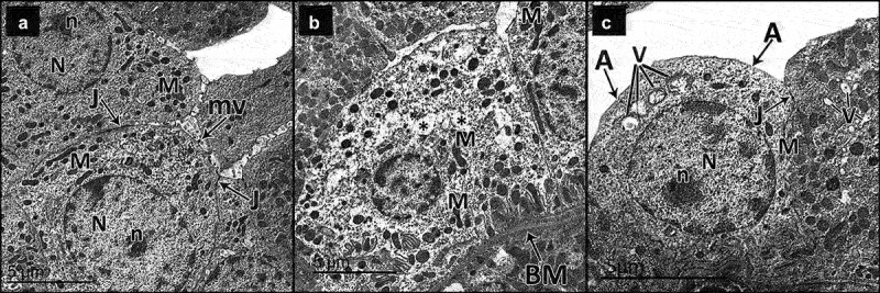 Figure 12.