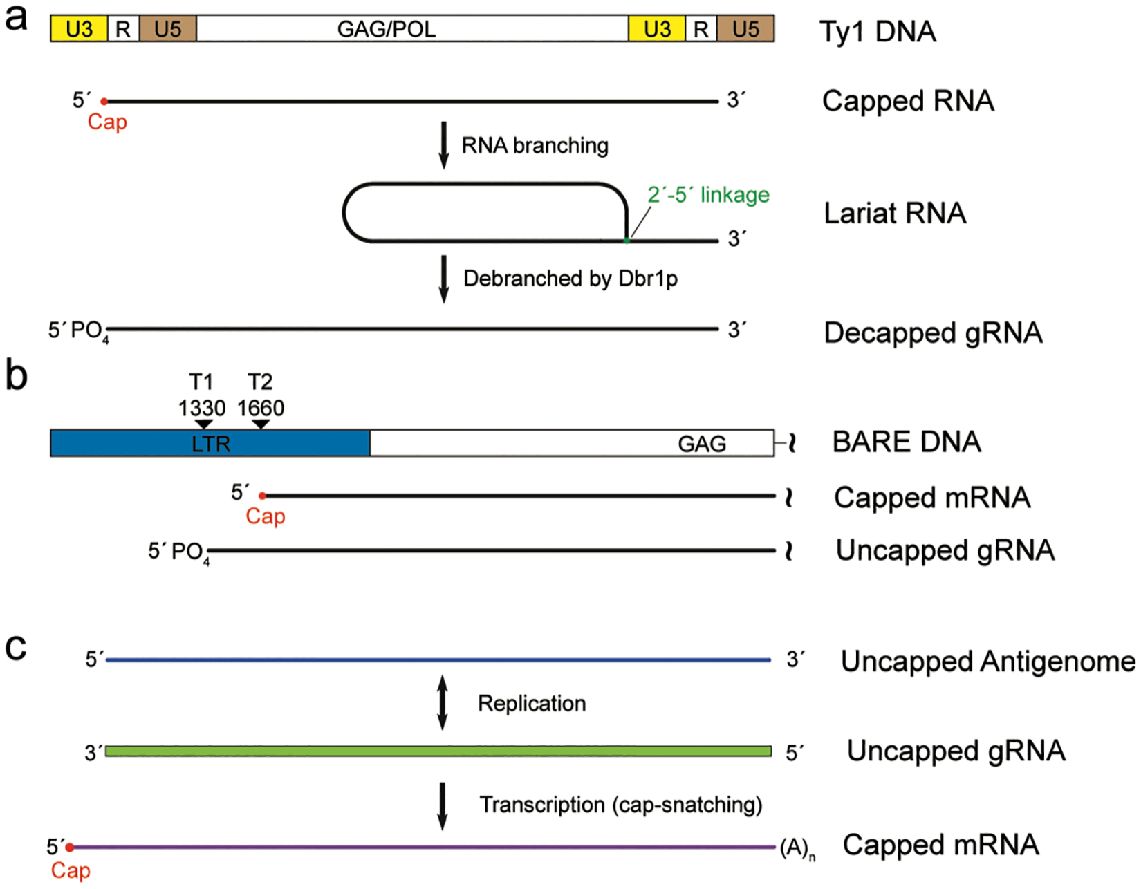 FIGURE 3.