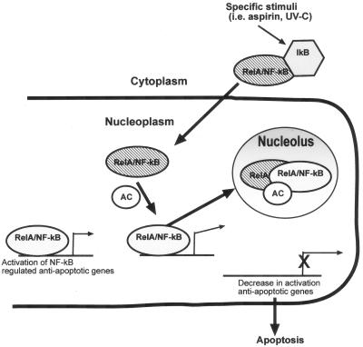 FIG. 11.