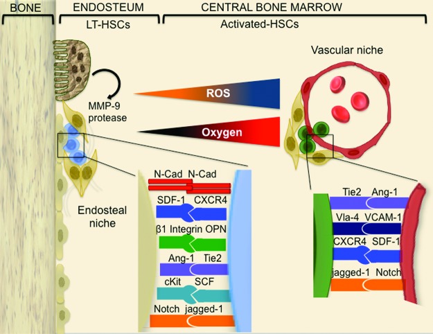 FIG. 1.