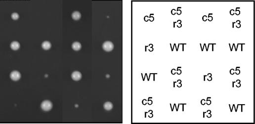 FIG. 5.