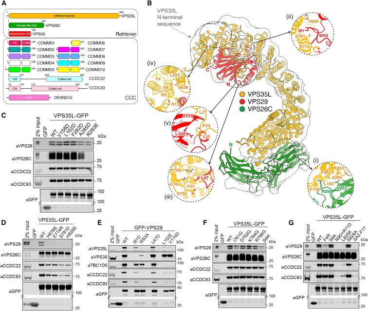 Structure of the endosomal Commander complex linked to Ritscher ...