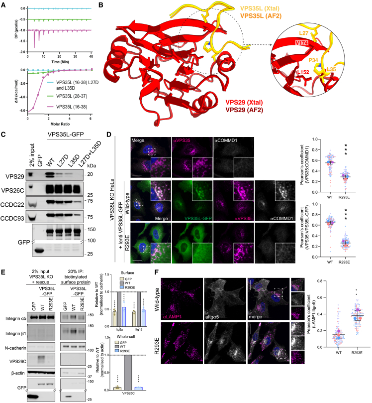 Structure of the endosomal Commander complex linked to Ritscher ...