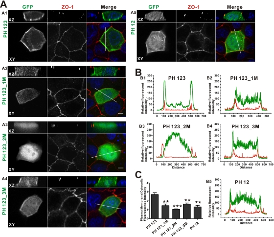 FIGURE 4: