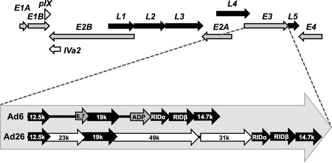 FIG 1