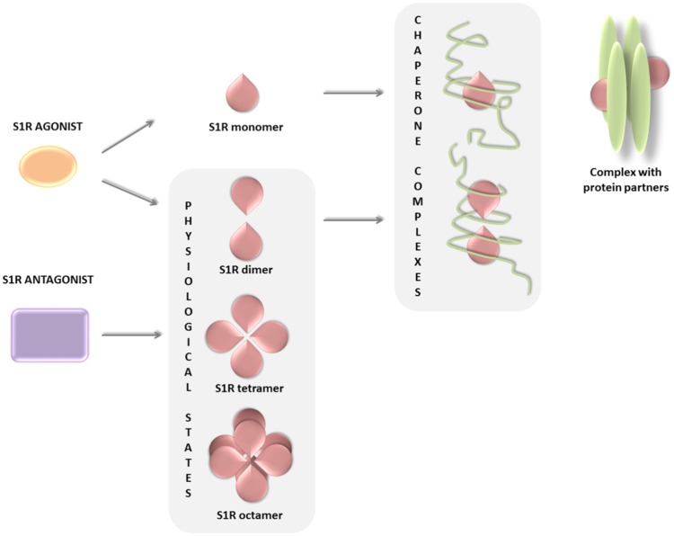 FIGURE 2