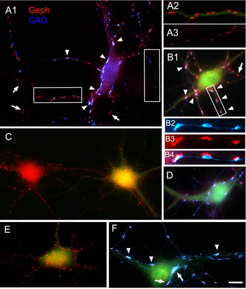 FIGURE 3.