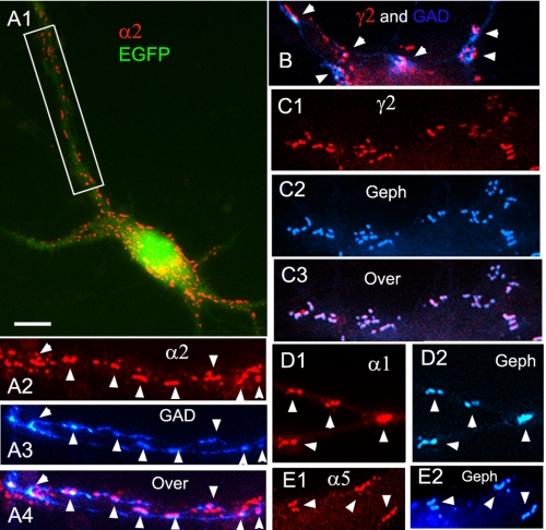 FIGURE 4.