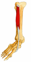 Fig 8