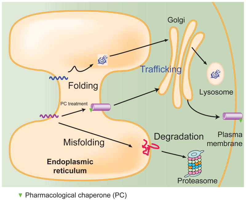 FIGURE 1