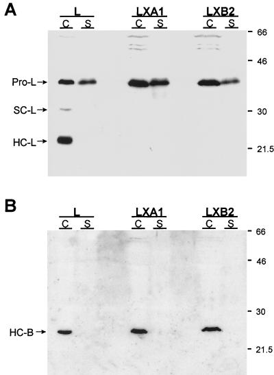 FIG. 7