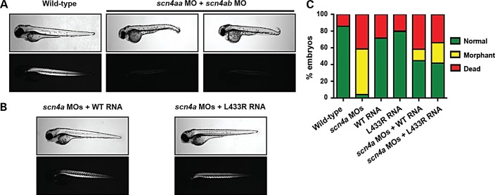 Figure 6.