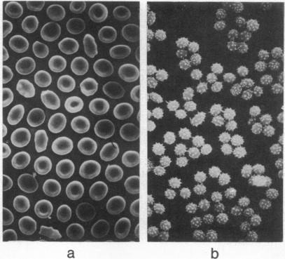 graphic file with name pnas00075-0160-a.jpg