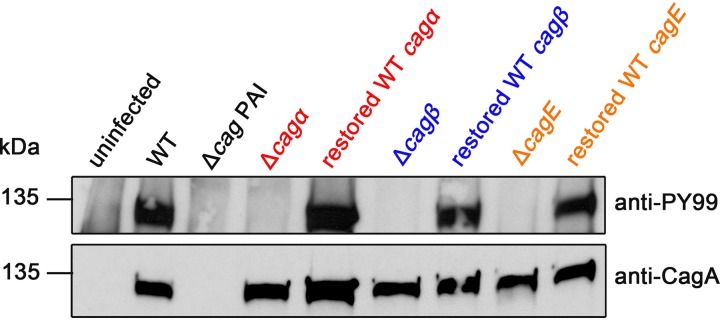 FIG 2