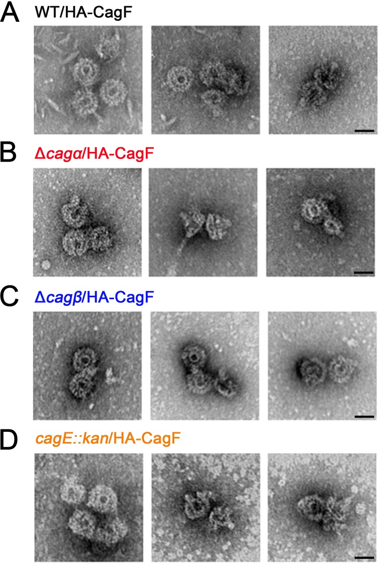 FIG 1