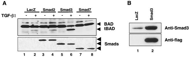 FIG. 5.