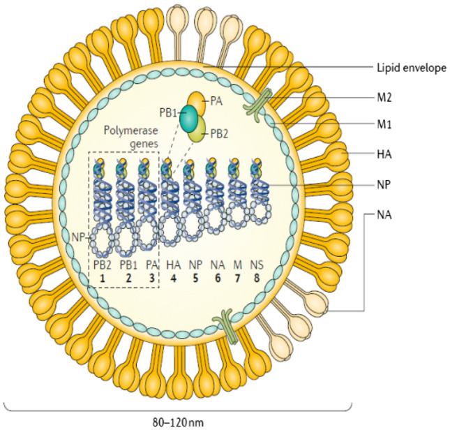 Fig. 1