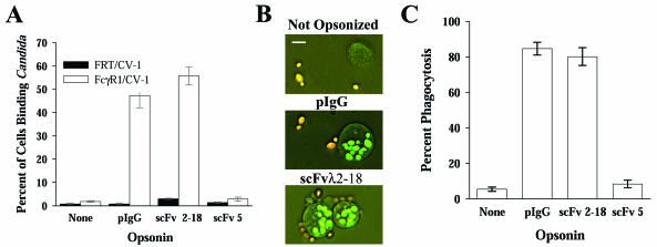 FIG. 1.