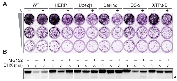 Figure 5—figure supplement 2 .