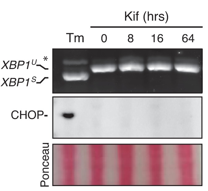 Figure 5—figure supplement 1.