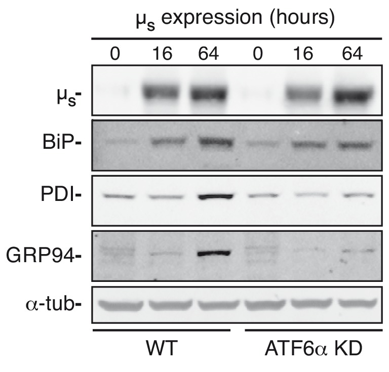 Figure 2—figure supplement 1.