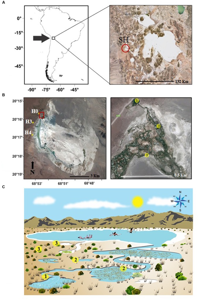 FIGURE 1