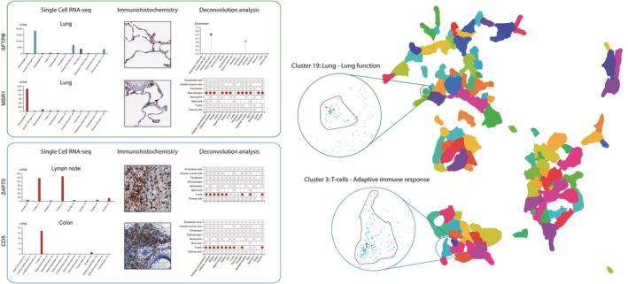 The human protein atlas—Integrated omics for single cell mapping of the ...